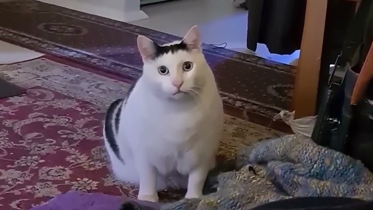 Huh Cat Clicker